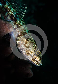 Underwater macro life in the Lembeh Straits of Indonesia