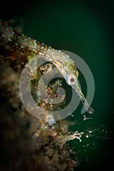 Underwater macro life in the Lembeh Straits of Indonesia