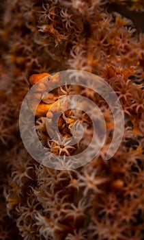 Underwater macro life in the Lembeh Straits of Indonesia