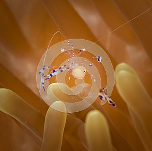 Underwater macro life in the Lembeh Straits of Indonesia