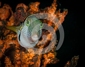 Underwater macro life in the Lembeh Straits of Indonesia