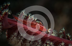 Underwater macro life in the Lembeh Straits of Indonesia