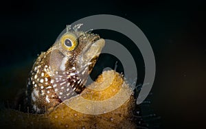 Underwater Macro Life on the reefs at St Martin, Dutch Caribbean