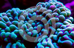 Underwater macro shot on Montipora short stony polyps coral