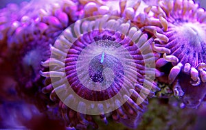 Underwater macro shot on Stardust Zoanthus polyps colony soft coral in reef aquarium tank photo