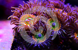 Underwater macro shot on Sunny D Zoanthus polyps colony soft coral in reef aquarium tank photo