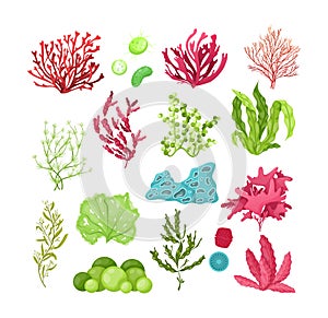 Underwater marine flora. Marine aquarium flora, aqua plants, coral reef underwater seaweed ocean plants phytoplankton, algae, photo