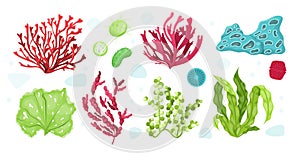 Underwater marine flora. Marine aquarium flora, aqua plants, coral reef underwater seaweed ocean plants phytoplankton, algae,