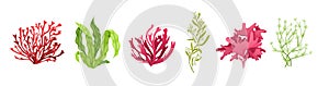 Underwater marine flora. Marine aquarium flora, aqua plants, coral reef underwater seaweed ocean plants phytoplankton, algae,