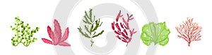 Underwater marine flora. Marine aquarium flora, aqua plants, coral reef underwater seaweed ocean plants phytoplankton, algae,