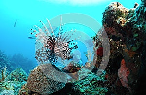 Underwater marine life