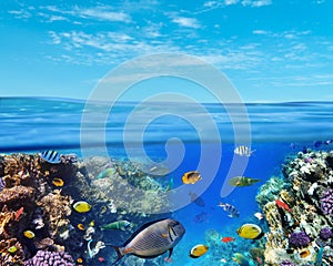 Underwater marine life of the Red Sea and blue sky. Colorful coral reef fishes and reefs