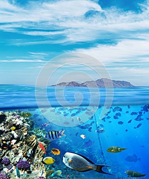 Underwater marine life of the Red Sea and blue sky. Colorful coral reef fishes and reefs