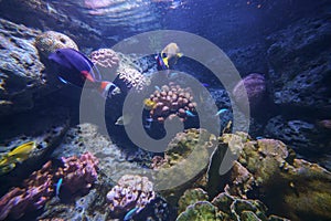 Underwater marine sea life coral reef and fish