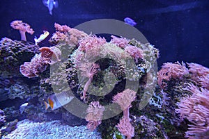 Underwater marine sea life coral reef and fish