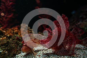 Underwater marine sea life coral reef and fish