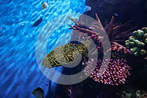 Underwater marine sea life coral reef and fish