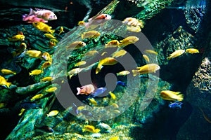 Underwater marine sea life coral reef and fish