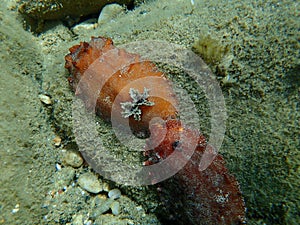 Underwater mating. Sea slug redbrown nudibranch or redbrown leathery doris Platydoris argo undersea, Aegean Sea.