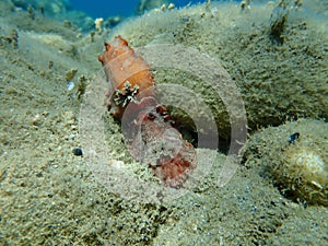 Underwater mating. Sea slug redbrown nudibranch or redbrown leathery doris Platydoris argo undersea, Aegean Sea.