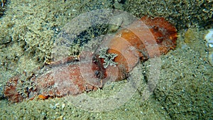 Underwater mating. Sea slug redbrown nudibranch or redbrown leathery doris Platydoris argo undersea, Aegean Sea.