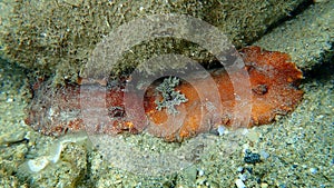 Underwater mating. Sea slug redbrown nudibranch or redbrown leathery doris Platydoris argo undersea, Aegean Sea.