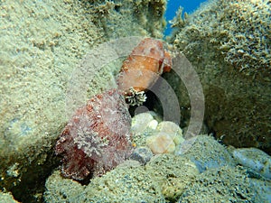 Underwater mating. Sea slug redbrown nudibranch or redbrown leathery doris Platydoris argo undersea, Aegean Sea.