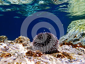Underwater Mediterranean purple sea urchin - Sphaerechinus granularis