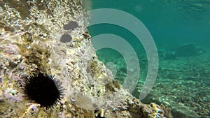 Underwater of a Mossy Sea With Sea-Urchin, Echinus and Urchin in Natural Ecosystem