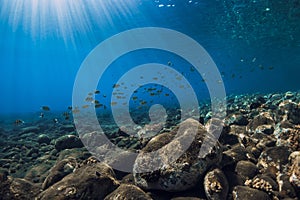 Underwater ocean with stones bottom and school of fish