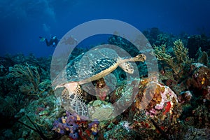 Underwater off the Dutch Caribbean island of Sint Eustatius
