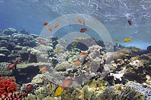 Underwater panorama in a coral reef with colorful tropical fish