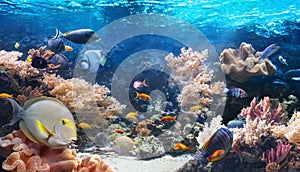 Underwater panoramic view of the coral reef.