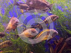 Underwater paradise background - coral reef wildlife nature collage with sea turtle and colorful fish background