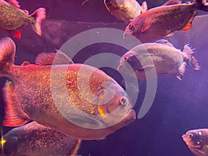 Underwater paradise background - coral reef wildlife nature collage with sea turtle and colorful fish background