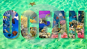 underwater paradise background coral reef wildlife nature collage with shark manta ray sea turtle colorful fish with