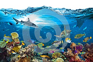 Underwater paradise coral reef wave isolated background