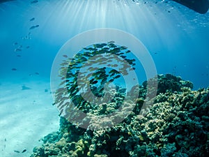 Underwater phot of schooling fish near coral reef