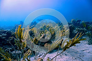 The beauty of Algeas in underwater landscape