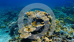 Underwater photo of a beautiful coral reef