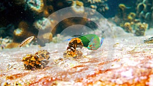 Underwater photo of beautifully sunset wrasse swimming among coral reefs in Andaman Sea. Small tropical sea fish on