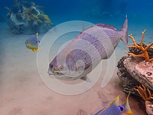 An underwater photo of a Bermuda Chub fish