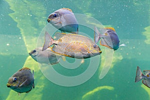 Underwater photo of a big fish.  Sea fish Big fish Fish herd nature Lowly trevally Underwater photo Coral reef