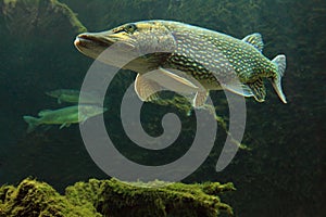 Underwater Photo Big Pike (Esox Lucius).