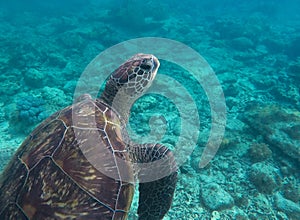 Underwater photo of big sea turtle. Lovely marine animal close-up.