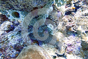 An underwater photo of a black grouper