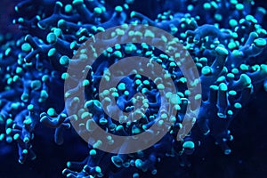 Underwater photo - blue coral with tentacle like structure, emitting under UV light. Abstract organic marine background