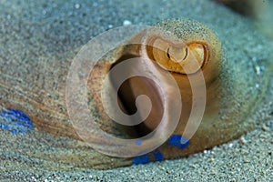 Underwater Photo : Blue-spotted stingray's eye