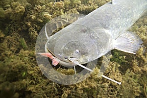 Underwater photo of The Catfish Silurus Glanis