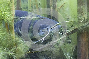 Underwater photo of The Catfish Silurus Glanis